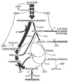 Gnaiger 1977 Invertrebrate anoxibiosis Fig1.jpg