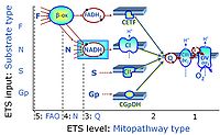 Electron transfer-pathway states