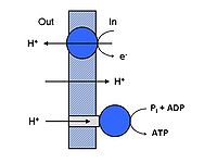 Schemata of ATP_Synthase_proton gradient