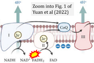Yuan 2022 Oxid Med Cell Longev CORRECTION.png