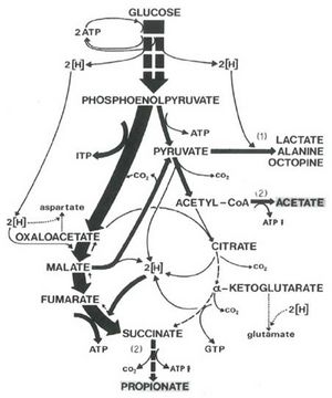 Gnaiger 1977 Invertebrate anoxibiosis Fig1.jpg