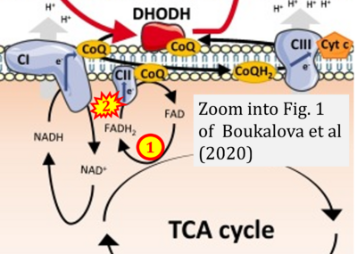 Boukalova 2020 Biochim Biophys Acta Mol Basis Dis CORRECTION.png