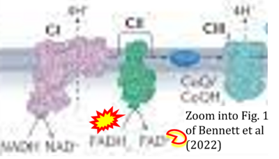Bennett 2022 Nat Rev Mol Cell Biol CORRECTION.png