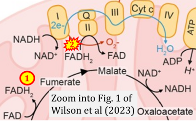 Wilson 2023 Trends Cell Biol CORRECTION.png