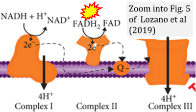 Lozano 2019 Oxid Med Cell Longev CORRECTION.png