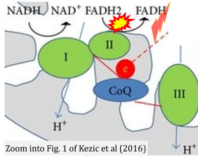 Kezic 2016 Oxid Med Cell Longev CORRECTION.png