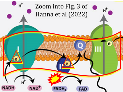 Hanna 2022 Front Cell Dev Biol CORRECTION.png
