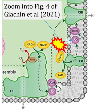 Giachin 2021 Angew Chem Int Ed Engl CORRECTION.png
