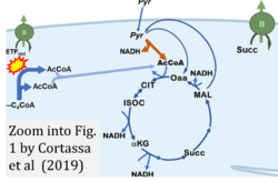 Cortassa 2019 Front Physiol CORRECTION.png