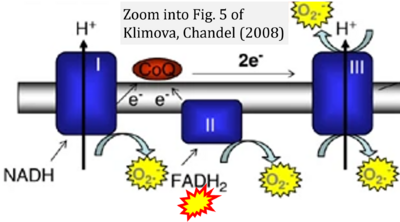 Klimova 2008 Cell Death Differ CORRECTION.png