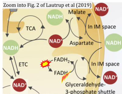 Lautrup 2019 Cell Metab CORRECTION.png