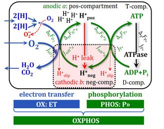 Hydrogen ion circuit and coupling in OXPHOS