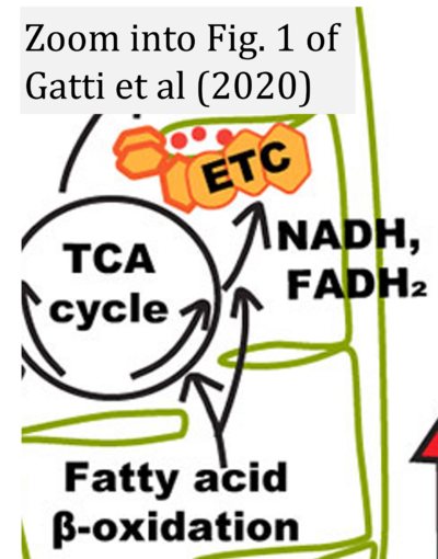 Gatti 2020 Front Pharmacol CORRECTION.png