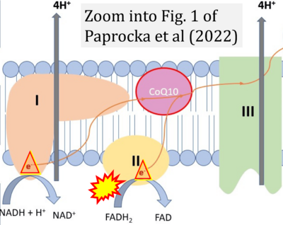 Paprocka 2022 Metabolites CORRECTION.png