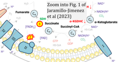 Jaramillo-Jimenez 2023 Mitochondrion CORRECTION.png