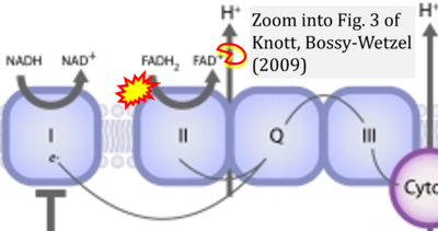 Knott 2009 Antioxid Redox Signal CORRECTION.png