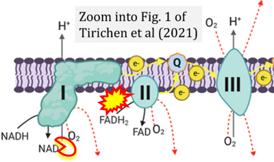 Tirichen 2021 Front Physiol CORRECTION.png