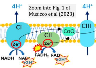 Musicco 2023 Int J Mol Sci CORRECTION.png