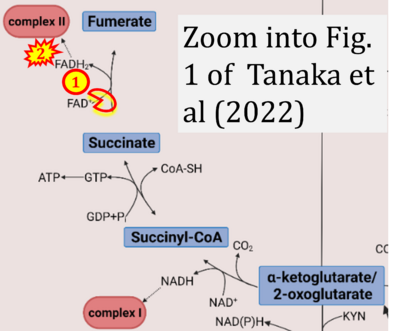 Tanaka 2022 Cells CORRECTED.png