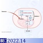 Ganguly 2022 BEC
