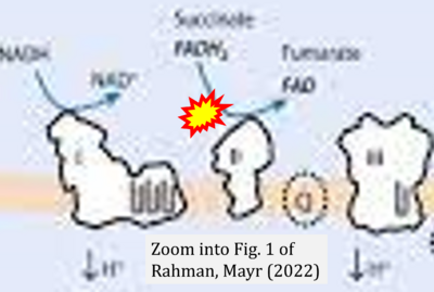 Rahman 2022 Springer CORRECTION.png