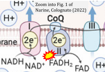 Narine 2022 Front Cell Neurosci CORRECTION.png