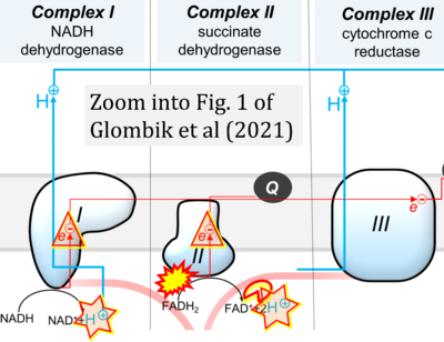Glombik 2021 Cells CORRECTION.png