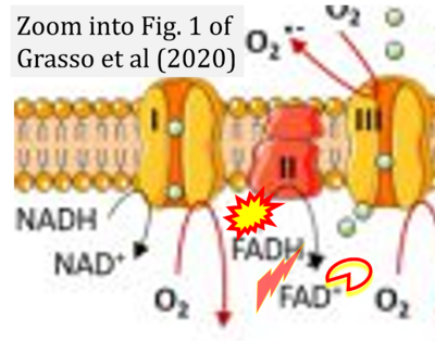 Grasso 2020 Cell Stress CORRECTION.png