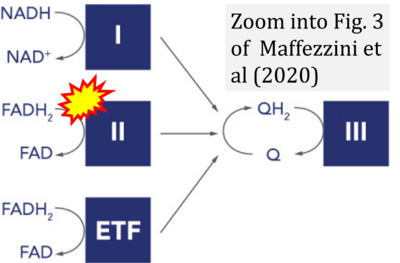 Maffezzini 2020 Cell Mol Life Sci CORRECTION.jpg.png