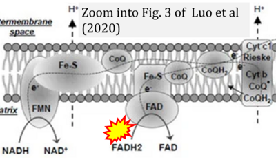Luo 2020 Int J Mol Sci CORRECTION.png