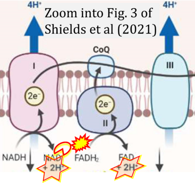 Shields 2021 Front Cell Dev Biol CORRECTION.png