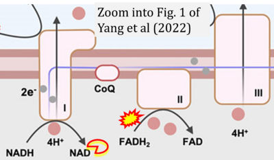 Yang 2022 Front Cell Dev Biol CORRECTION.png