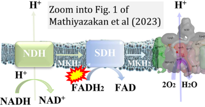 Mathiyazakan 2023 Antimicrob Agents Chemother CORRECTION.png