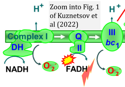 Kuznetsov 2022 Antioxidants (Basel) CORRECTION.png