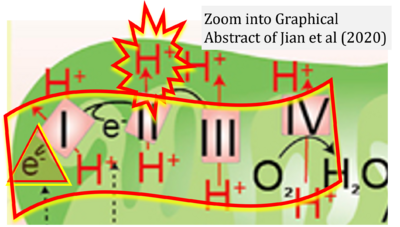 Jian 2020 Cell Metab CORRECTION.png